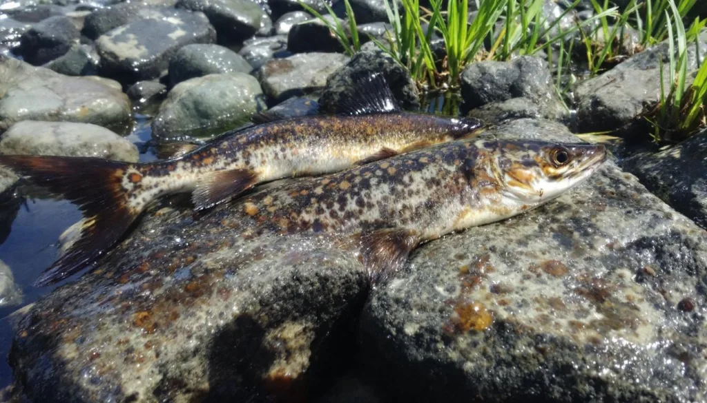 ontdek de 5 signalen die wijzen op een laag zelfbeeld en leer waarom onzekerheid vaak wordt verward met arrogantie.